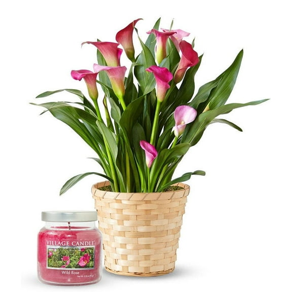 From You Flowers - Pink Calla Lily & Rose Candle Gift Set for Birthday, Anniversary, Get Well, Congratulations, Thank You, All Occasions