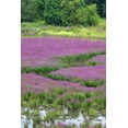 thumbnail image 2 of Terrill, Steve 23x32 Black Ornate Wood Framed with Double Matting Museum Art Print Titled - OR, Oaks Bottom Purple loosestrife in marsh, 2 of 4