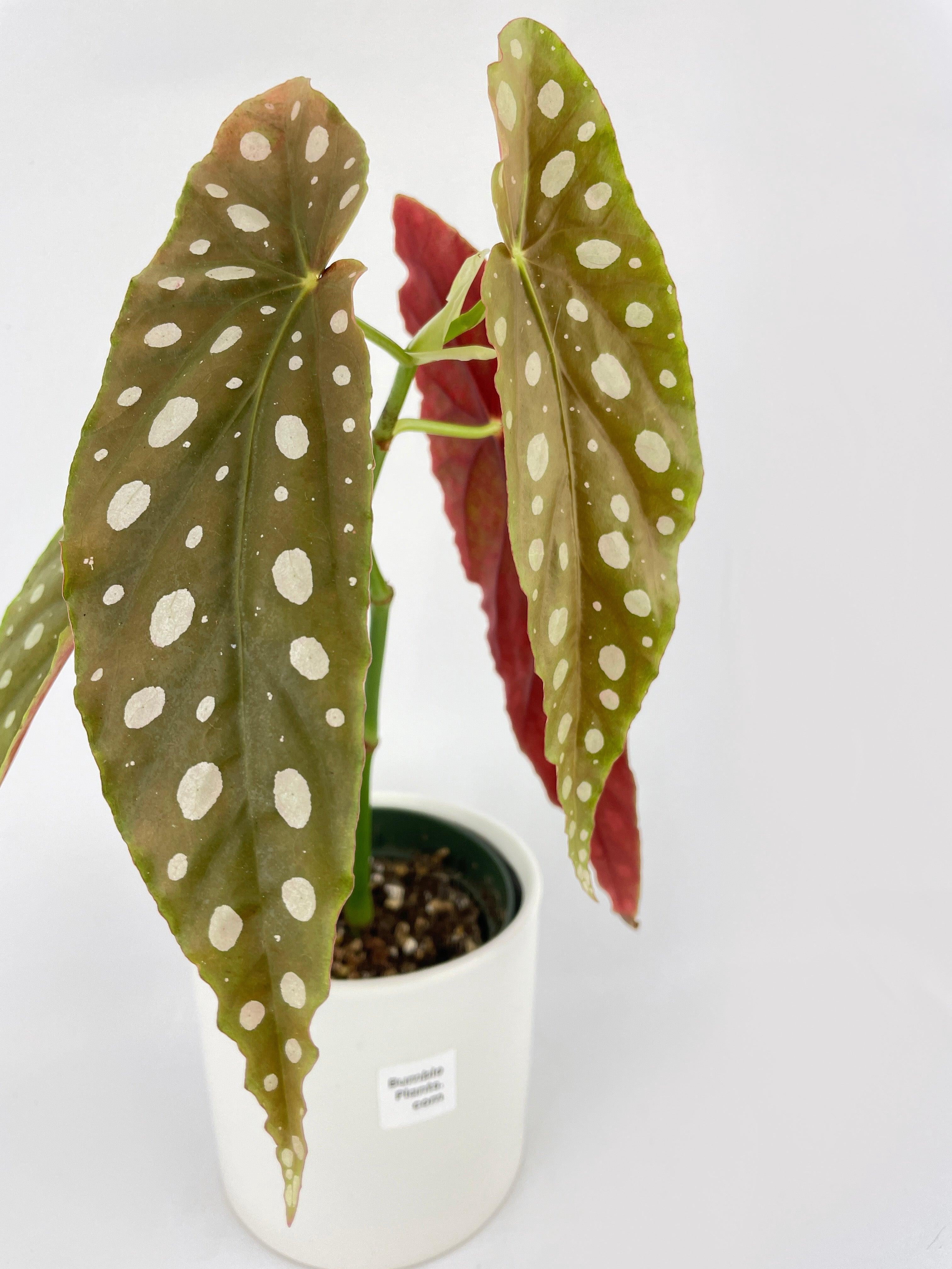 Bumble Plants Begonia Maculata - Full Live Colorful Houseplant in Nursery Pot, Easy Care, Indoor Plant for Beginners
