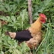 thumbnail image 2 of Guardurnaity El animal doméstico ajustable fuerte y durable viste las aves de corral fáciles de llevar del pollo del delantal de la gallina Prendas para la parte inferior del cuerpo No.4, 2 of 5