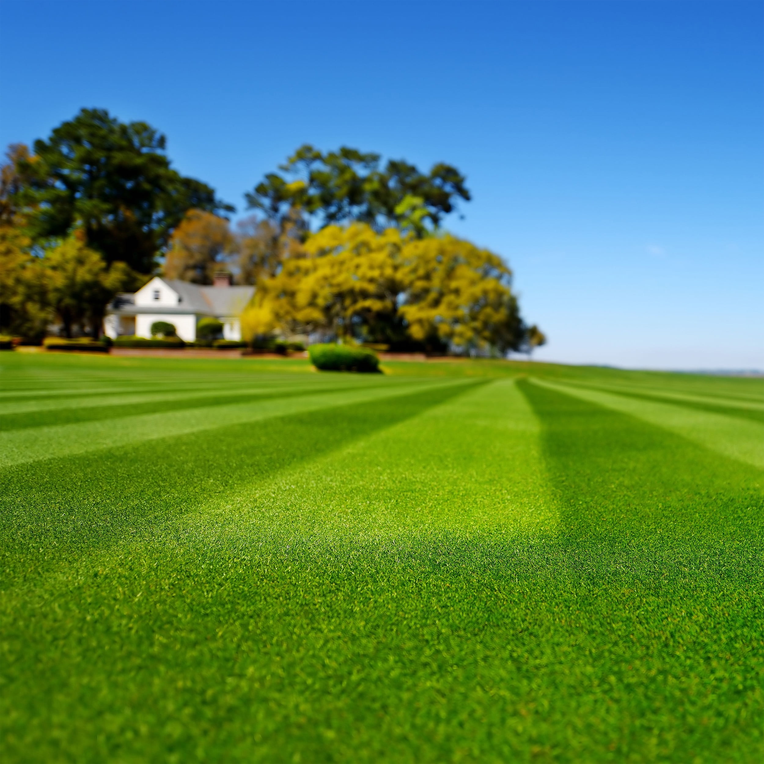 Legendary Blackjack Bermuda Grass Seed - 25 Lbs.