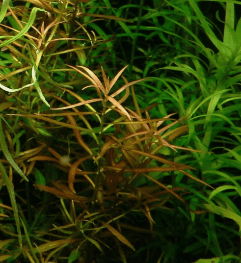 Ludwigia Arcuata Needle Leaf Repens Live Aquarium Plant – Freshwater Aquatic Stem Plant for Fish Tank