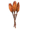 thumbnail image 1 of Vickerman 8-12 Nectarine Repens NAT Stem Cs/180, 1 of 1