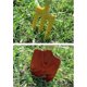 thumbnail image 4 of Gardening Tools, 3 Pieces Garden Tools, Gardening Tool Set, Stainless Steel Garden Tool Sets, For Farm, Garden Plants Indoor Outdoor, 4 of 5