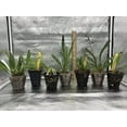 thumbnail image 5 of 5 Live Orchid Plants (Cattleya, Oncidium, Dendrobium, Vanda, and Phalaenopsis ), 5 of 7