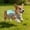 Blue, variant on Cooling Vest Harness Cooler Jacket with Adjustable Zipper Dog Cooling Vest Dog Harness Cooler Jacket , for Walking Dog, Outdoor Camping and Hunting Training.(S 13.8")