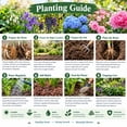 thumbnail image 4 of 2 Hosta Roots-Low‑Maintenance, Easy‑Grow for Garden Beds,Borders,Plant Pots & Planters, 4 of 5