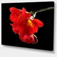 thumbnail image 2 of Freesia Flower on Black Background - Large Floral Canvas Artwork, 2 of 4