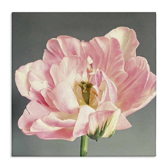 Stupell Industries Transitional Pink Floral Close-Up Canvas Art, 17 x 17, by Sarah Jane