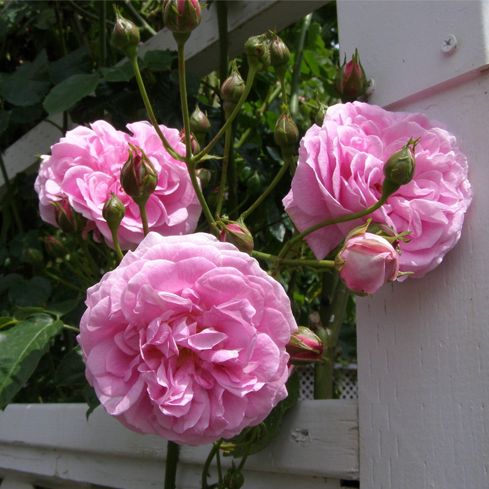 Heirloom 5-10' Lavender Pink Hybrid Musk Rose Live Plants in 1 gal Containers