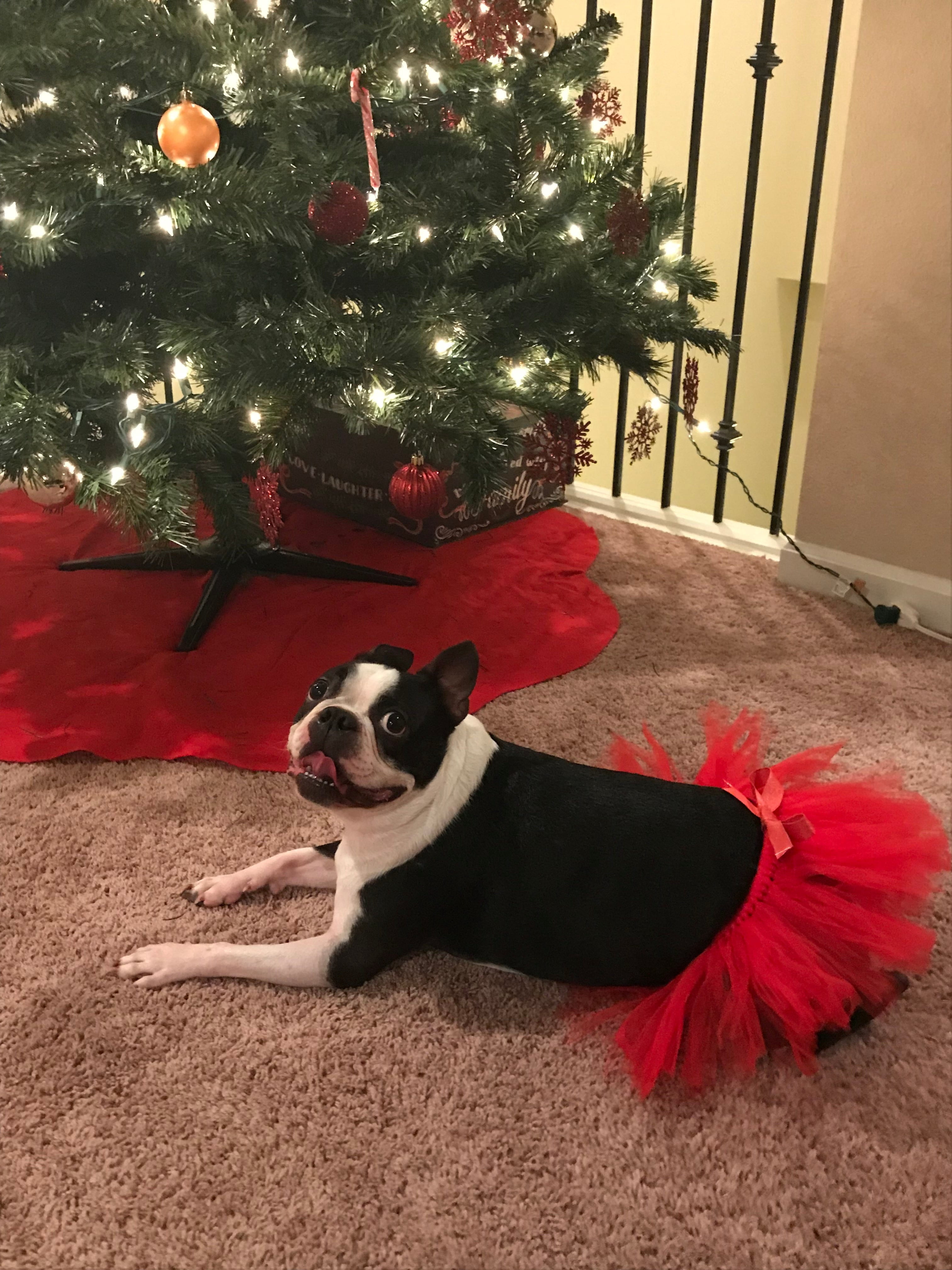 Red Easter Holiday Dog Tutu Skirt | XS-XXXL