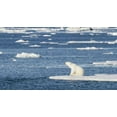 thumbnail image 2 of Young, Bill 32x19 Black Ornate Wood Framed with Double Matting Museum Art Print Titled - Norway, Svalbard Polar bear sitting in sun, 2 of 4