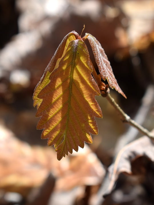 Oak Seedling New Leaves Oak Tree Tree Seedling-20 Inch By ...