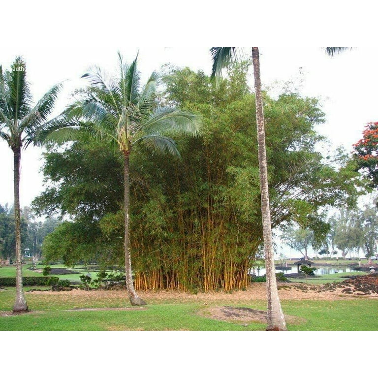 Bambusa Vulgaris Vittata Live Plant Golden Hawaiian Bamboo Beautiful Rare  Unique Specimen Non-Invasive Clumping Bamboo Privacy Screen - Walmart.com