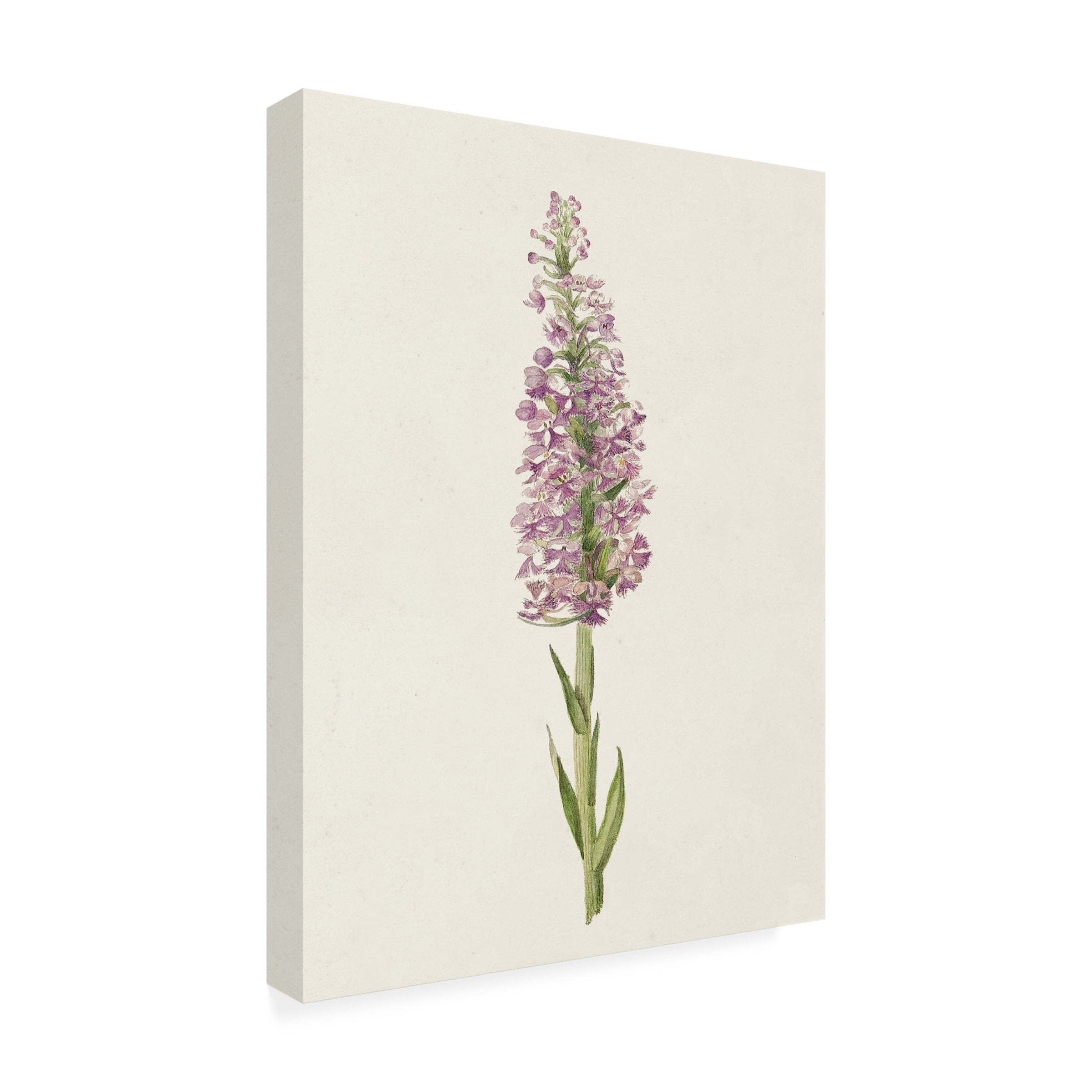 Unknown 'Mauve Garden Flowers I' Canvas Art