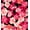 RED/PINK/BLUSH, variant on Woven Rose Fabric by the Yard - Large Floral Print Chiffon for Dressmaking Sewing (PURPLE/ROSE/PINK, HalfaYard)