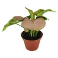 thumbnail image 2 of Syngonium Neon Robusta (2" Terracotta Pot) - Pink Arrowhead Plant - Colorful Houseplant for Decoration - Air-purifying Indoor Houseplant, 2 of 9