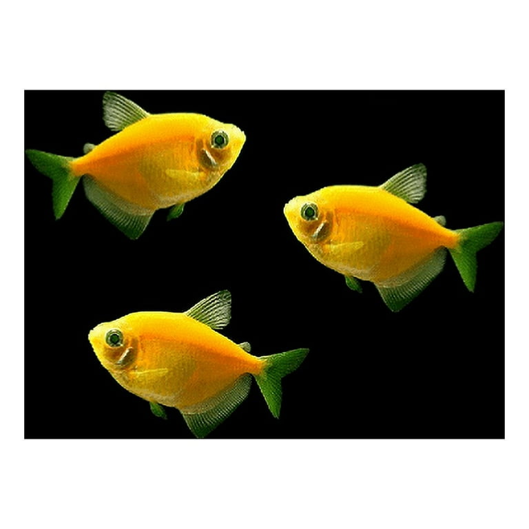 Green Skirt Tetra (Goldfish) Paperweight