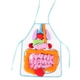 thumbnail image 1 of Delantal con patrón de órganos humanos, material didáctico para jardín de infantes, material didáctico sobre órganos internos humanos para el aprendizaje en la educación temprana., 1 of 5