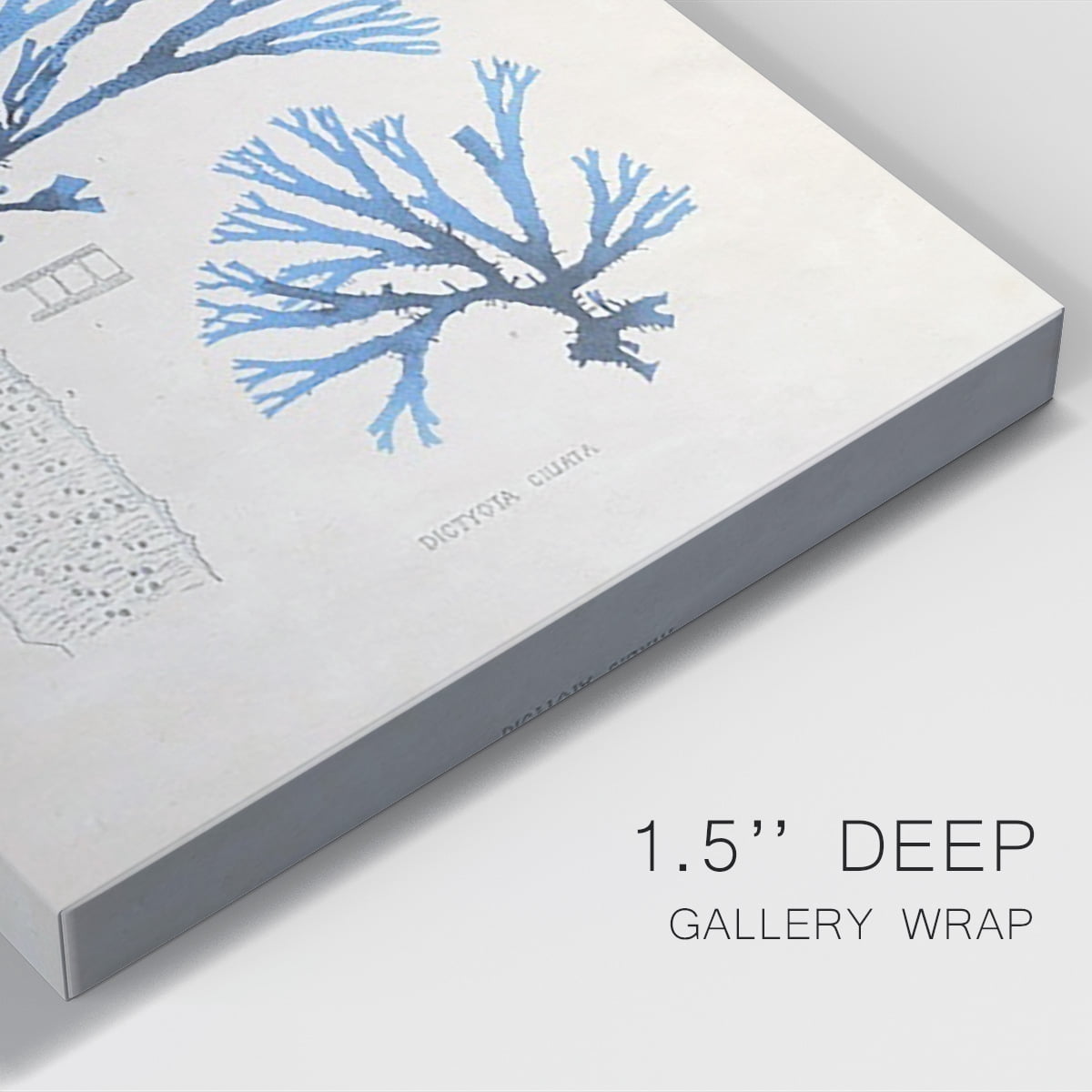 Blue Marine Algae V Premium Gallery Wrapped Canvas - Ready to Hang