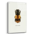 thumbnail image 2 of Epic Art 'Beetle Orange' by GraphINC, Acrylic Glass Wall Art, 24"x36", 2 of 8