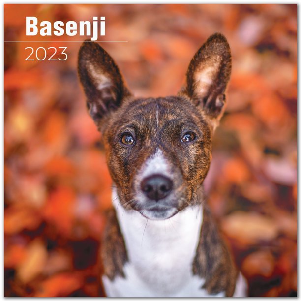 2022 2023 Basenji Calendar - Dog Breed Monthly Wall Calendar - 12 x 24