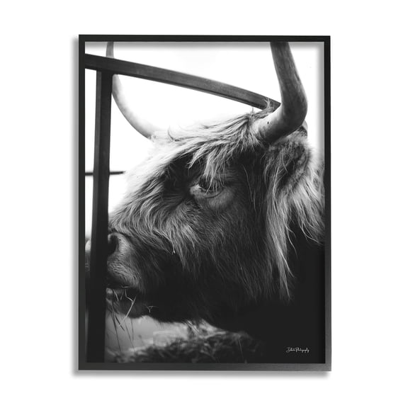 Longhorn Cattle Feeding Portrait Animals & Insects Photograph Black Framed Art Print Wall Art