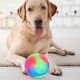 thumbnail image 3 of Juguete de pelota brillante para perros, pelota masticable que rebota, juguete de entrenamiento interactivo de goma, colorido, resistente a las mordeduras, juguete educativo para perros, 3 of 8