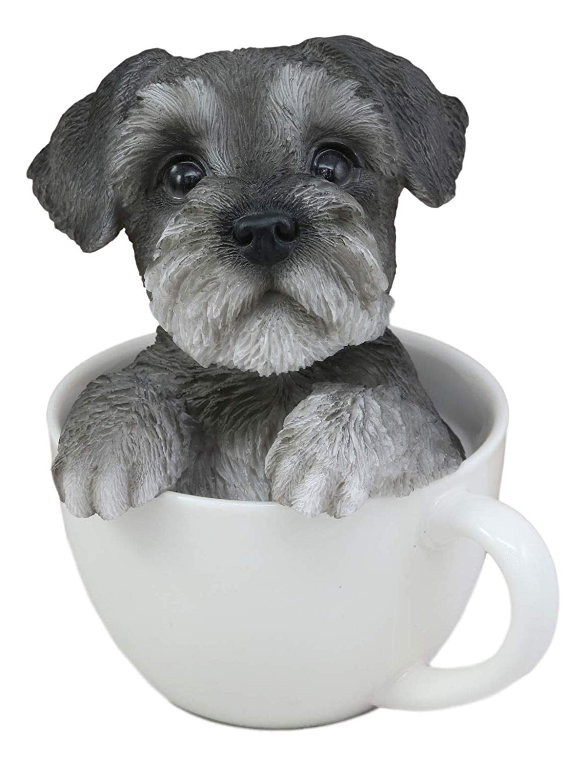 grey schnauzer dog