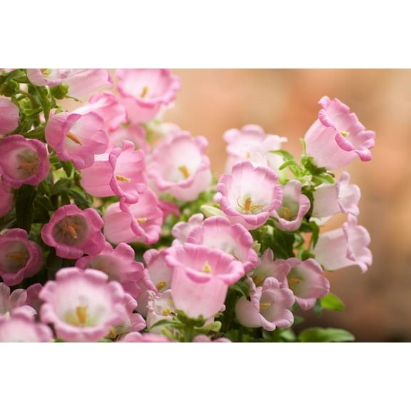 Seedville 200 Rose Pink Canterburry Bells Flower Seeds