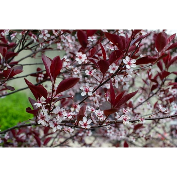 Sand Cherry Bush Seedlings to Plant  Stunning Color Great for Gardens or Landscaping 2 Seedlings