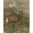 thumbnail image 2 of Specht, Friedrich 15x18 Black Ornate Wood Framed with Double Matting Museum Art Print Titled - Small Red Deer, 2 of 4