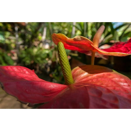 Anthurium Leaf - Canvas Print Anthurium Crassinervium Large Leaf Plant Tropical Stretched Canvas 10 x 14