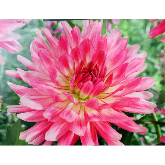 Mingus Julie Dahlia - Cactus Dahlia - 2 bulbs