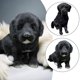 thumbnail image 1 of Realistic Black Dog Puppy Pet Plush Simulation Stuffed Animal Cuddly Doll T oy, 1 of 5