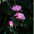 thumbnail image 1 of Luces solares de jardín CM-TOP Decoración al aire libre LED Impermeables rosa, 1 of 2