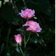 thumbnail image 1 of Luces solares de jardín CM-TOP Decoración al aire libre LED Impermeables rosa, 1 of 2