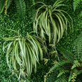 thumbnail image 3 of Chlorophytum comosum « Spider Plant » (Choix du Producteur), 3 of 4