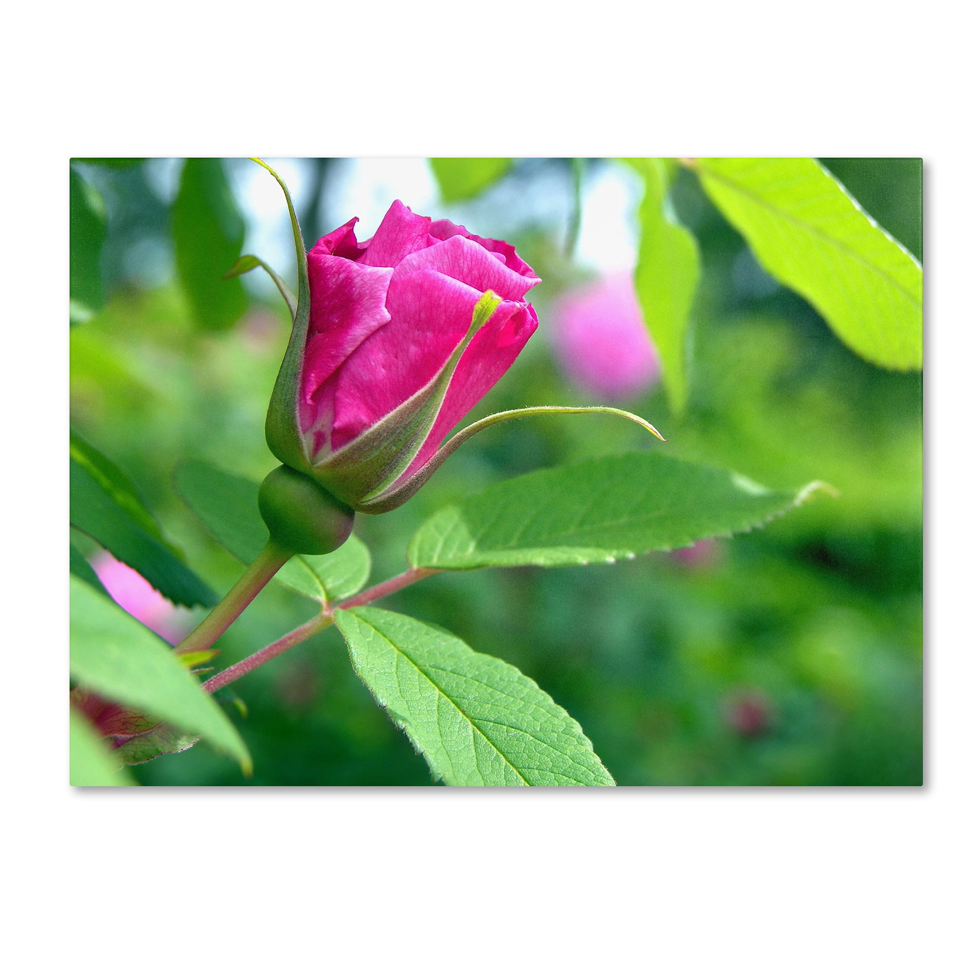 Trademark Fine Art "Unfolding Transformation" Canvas Art by Monica Fleet