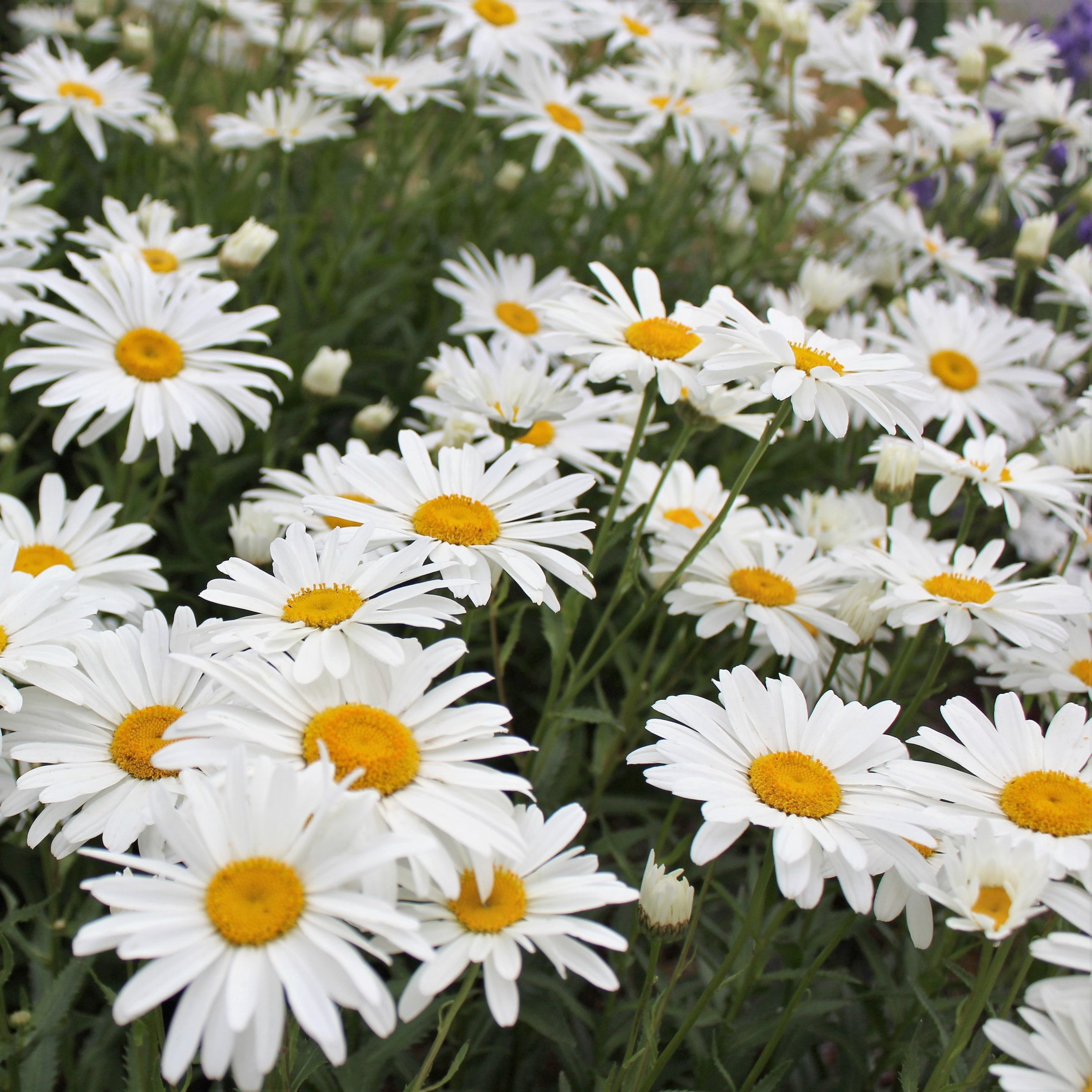 National Plant Network 1 gal. Shasta Daisy Alaska Perennial Plant (8-Pack)
