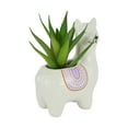 thumbnail image 2 of Anko Llama Succulent, 2 of 6