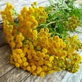 thumbnail image 3 of Outsidepride Tansy Herb - 10000 Seeds, 3 of 3