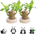 thumbnail image 4 of Home Decoration Decor 2024 New Mini With Tray Purify Indoor Desk Hydroponic Potted For Home Desktop Decoration, 4 of 4