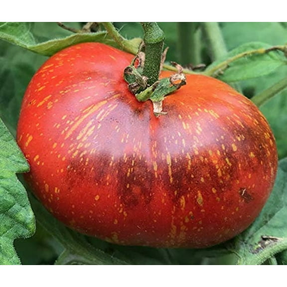 Dark Galaxy Heirloom Tomato Premium Seeds Packet
