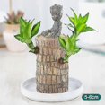 thumbnail image 1 of Mini Brazilian Wood Potted Plants Clean Air Lucky Wood Plant Pot Hydroponic Plants Hydroponic Tree, 1 of 5