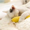 thumbnail image 3 of Cama para gatos, cojín para gatos, alfombrilla para nido, manta para perros, Yuyangstore Cama para gatos, 3 of 8