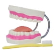 thumbnail image 3 of Enseñanza de cepillo de dientes,Cepillado de enseñanza del modelo de dientes dentales para niños,Modelo de cuidado dental de dientes con cepillo de dientes,Diente de cepillado de, 3 of 8
