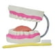 thumbnail image 3 of Enseñanza de cepillo de dientes,Cepillado de enseñanza del modelo de dientes dentales para niños,Modelo de cuidado dental de dientes con cepillo de dientes,Diente de cepillado de, 3 of 8