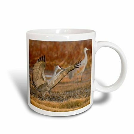 

3dRose Sandhill Crane landing at roost pond New Mexico USA Ceramic Mug 15-ounce