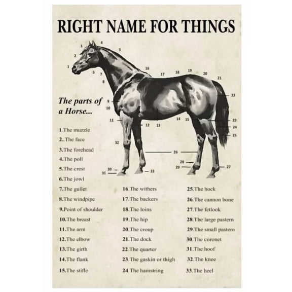 Parts Of A Horse White Portrait Poster Wall Decor UNFRAMED PAPER POSTER, Home Decor